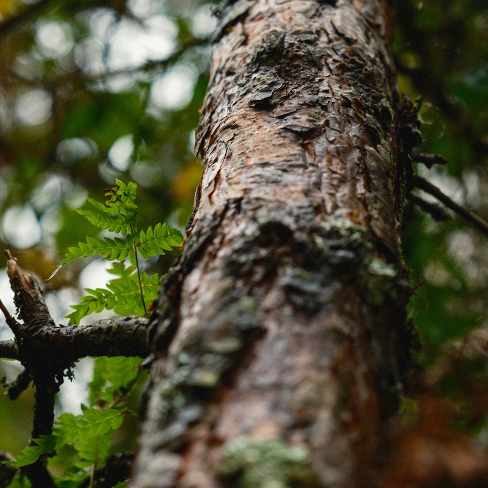 susannepues-naturcoaching-u